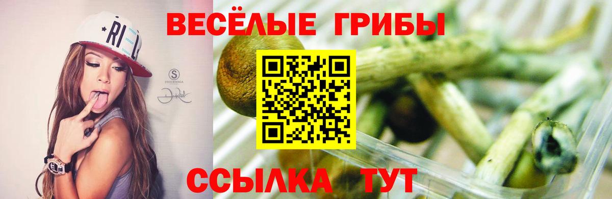 Псилоцибиновые грибы Psilocybe Элиста